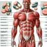 ¿Qué parte del cuerpo responde más a Pastillas de trembolona?