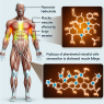 Cómo afecta Phentermine Hydrochlorid a la sensación de fatiga muscular
