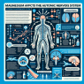Cómo afecta Magnesium al sistema nervioso autónomo
